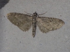 Eupithecia abbreviata