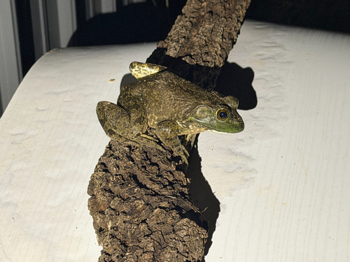 American Bullfrog