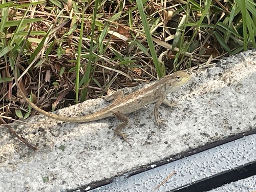 Indian Garden Lizard