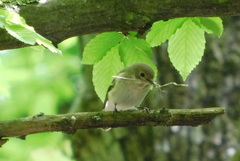 Ficedula