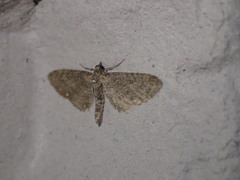 Eupithecia abbreviata