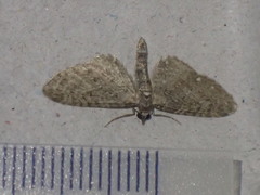 Eupithecia abbreviata