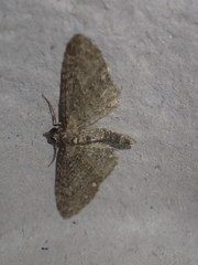 Eupithecia abbreviata