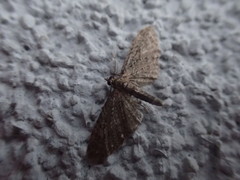 Eupithecia abbreviata