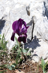 Iris lutescens