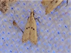 Dichomeris punctipennella