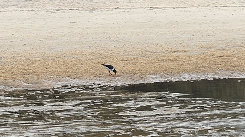 Pied Oystercatcher