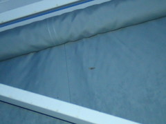 Eupithecia abbreviata