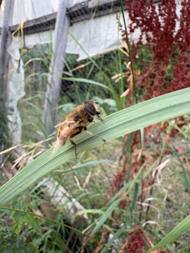 Common Drone Fly