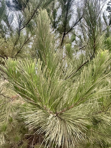 iNaturalist observation photo of Monterey pine