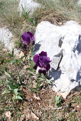 Iris lutescens