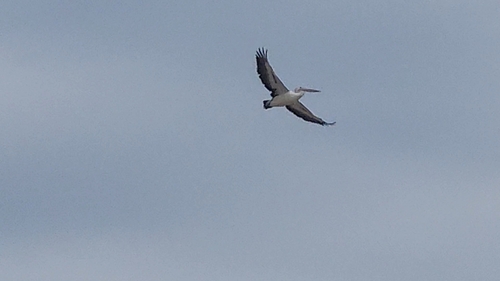 Australian Pelican