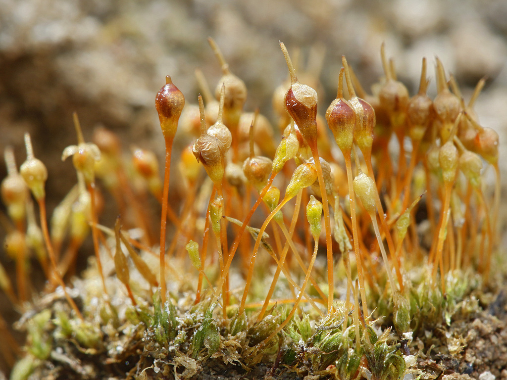 Physcomitrium arenicola