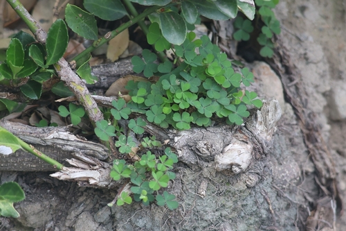 Creeping Woodsorrel