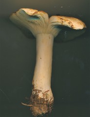 Russula crassotunicata