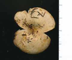 Russula crassotunicata