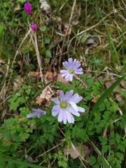 Anemonoides apennina