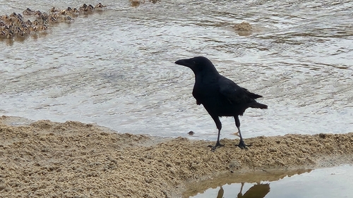 Torresian Crow