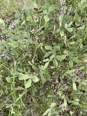 Sophoreae