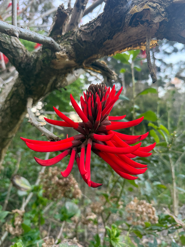 Ivory Coral Tree