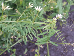 Vicia hirsuta