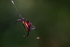 Gasteracantha falcicornis