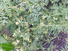 Vicia hirsuta