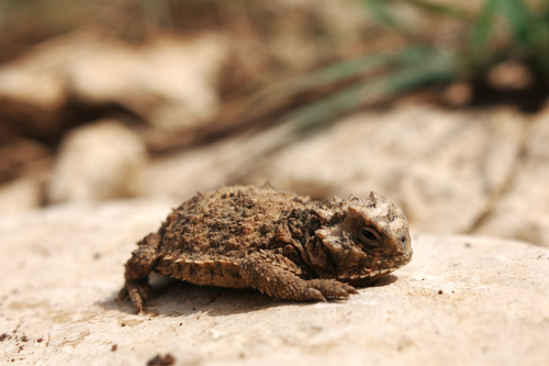 Texas Horned Lizard