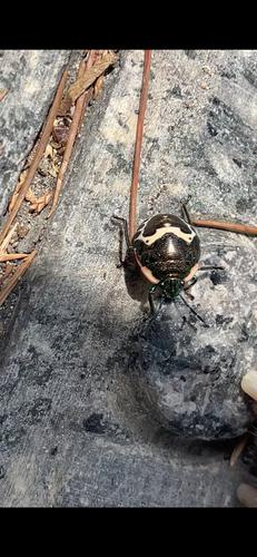 Clown Stink Bug