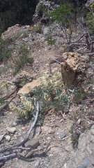 Hedysarum candidum