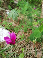 Cyclamen repandum