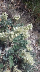 Hedysarum candidum