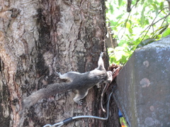 Callosciurus finlaysonii