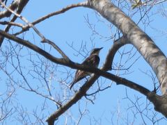 Turdus eunomus
