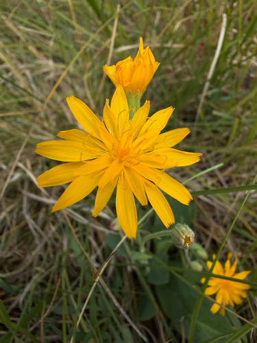 Krigia, 2026-08-25