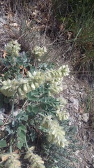 Hedysarum candidum