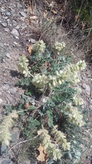 Hedysarum candidum