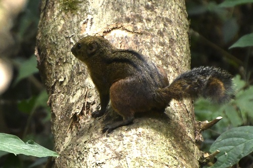 Lariscus insignis