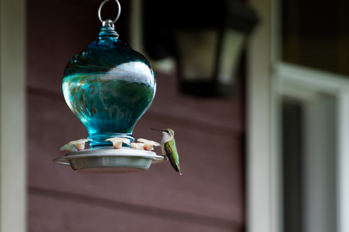Ruby-throated Hummingbird