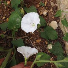 Convolvulus betonicifolius