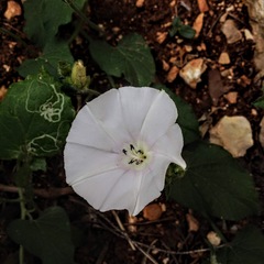 Convolvulus betonicifolius