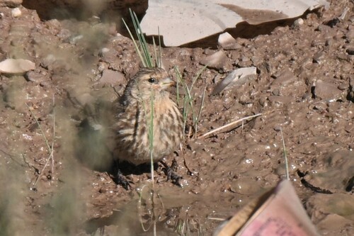 Twite