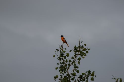 Baltimore Oriole