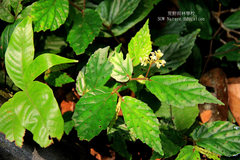 Begonia fuscisetosa