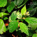 Begonia fuscisetosa - Photo (c) SOW Rainforest Nature Education, some rights reserved (CC BY-NC), uploaded by SOW Rainforest Nature Education