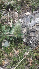 Hedysarum candidum
