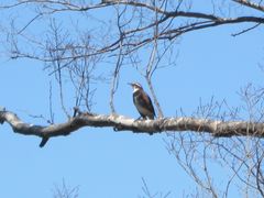 Turdus eunomus