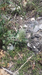 Hedysarum candidum