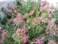 Trifolium stellatum