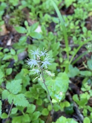 Tiarella austrina